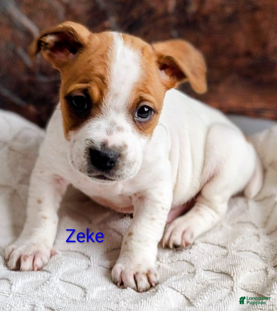 Jack Russell Terrier dogs Jack Russell Terrier Puppy 2 - Ad 22