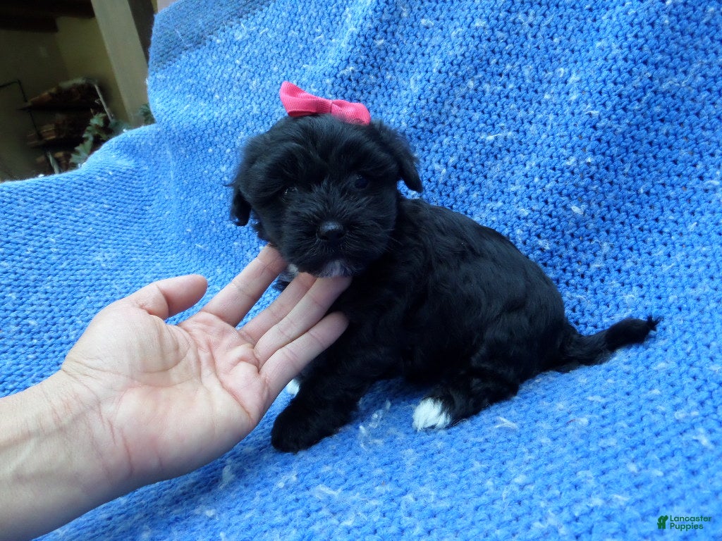 Malshi dogs Faith - Ad 14