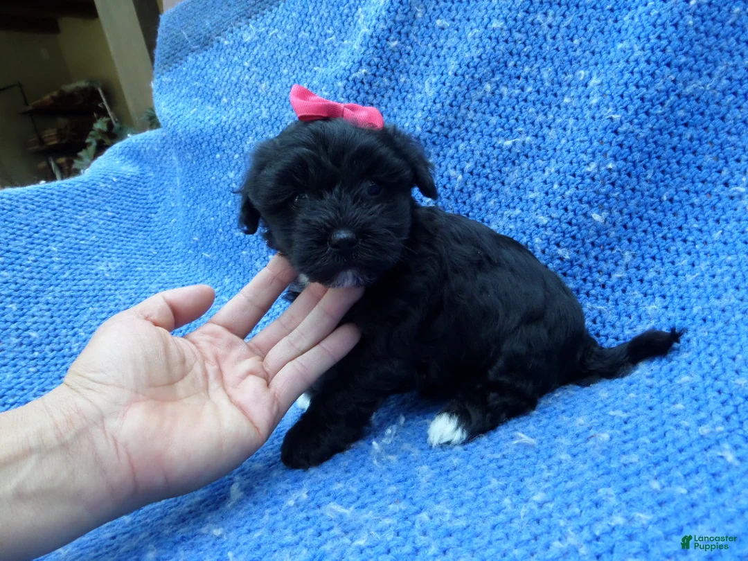 Malshi dogs for sale: Faith - Ad 1