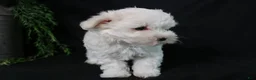 Maltese dogs for sale: Molly - Ad 8
