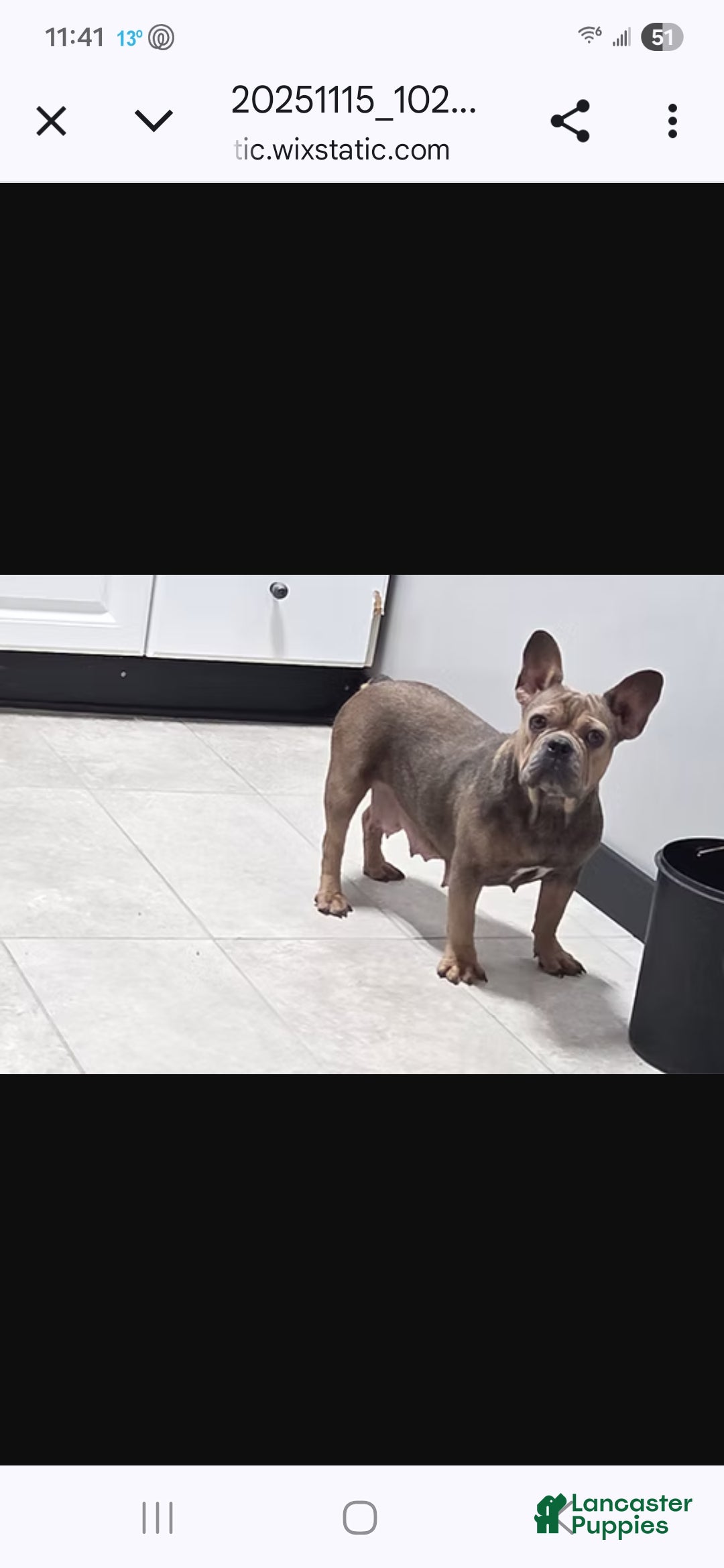 French Bulldog dogs for sale: Candace - Ad 4