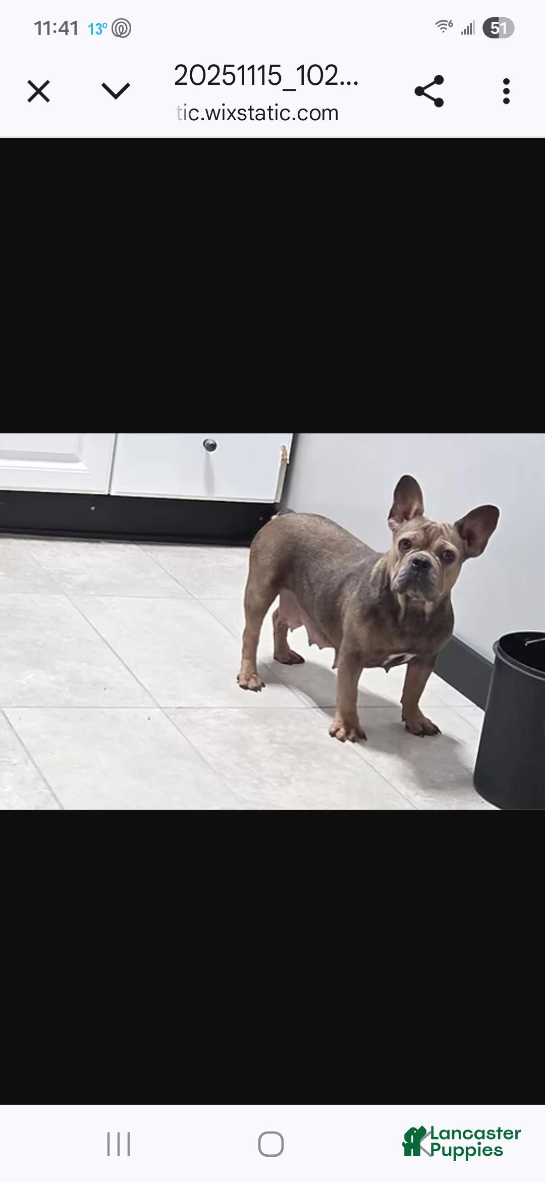 French Bulldog dogs for sale: Carter - Ad 4