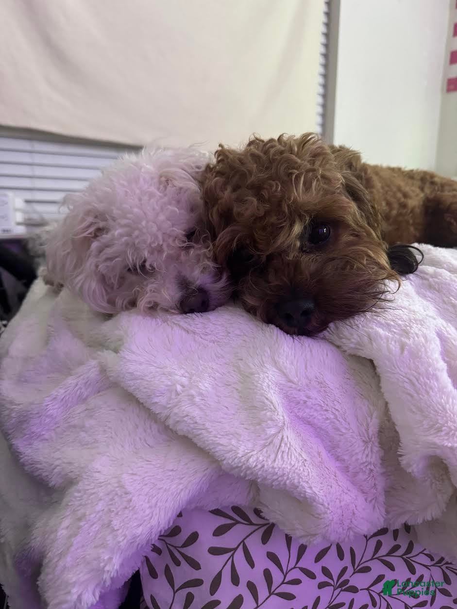 Mixed Breed dogs Peanut - Ad 2