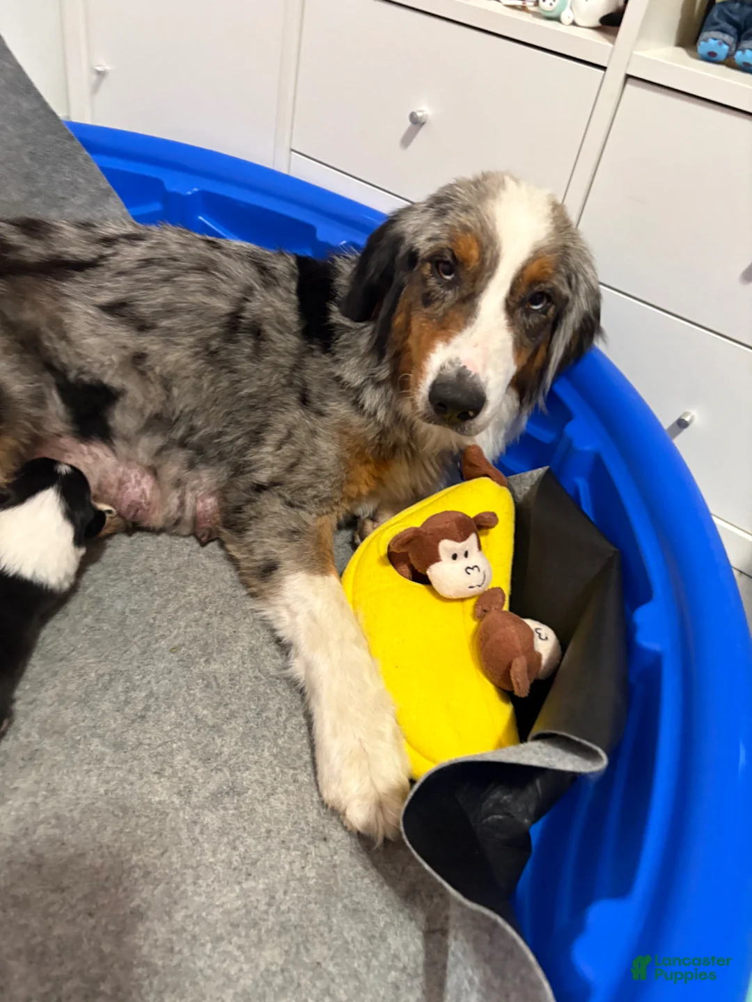 Australian Shepherd dogs for sale: Australian Shepherd Puppy 6 - Ad 2