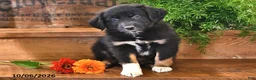 Australian Shepherd dogs for sale: Richie - Ad 2