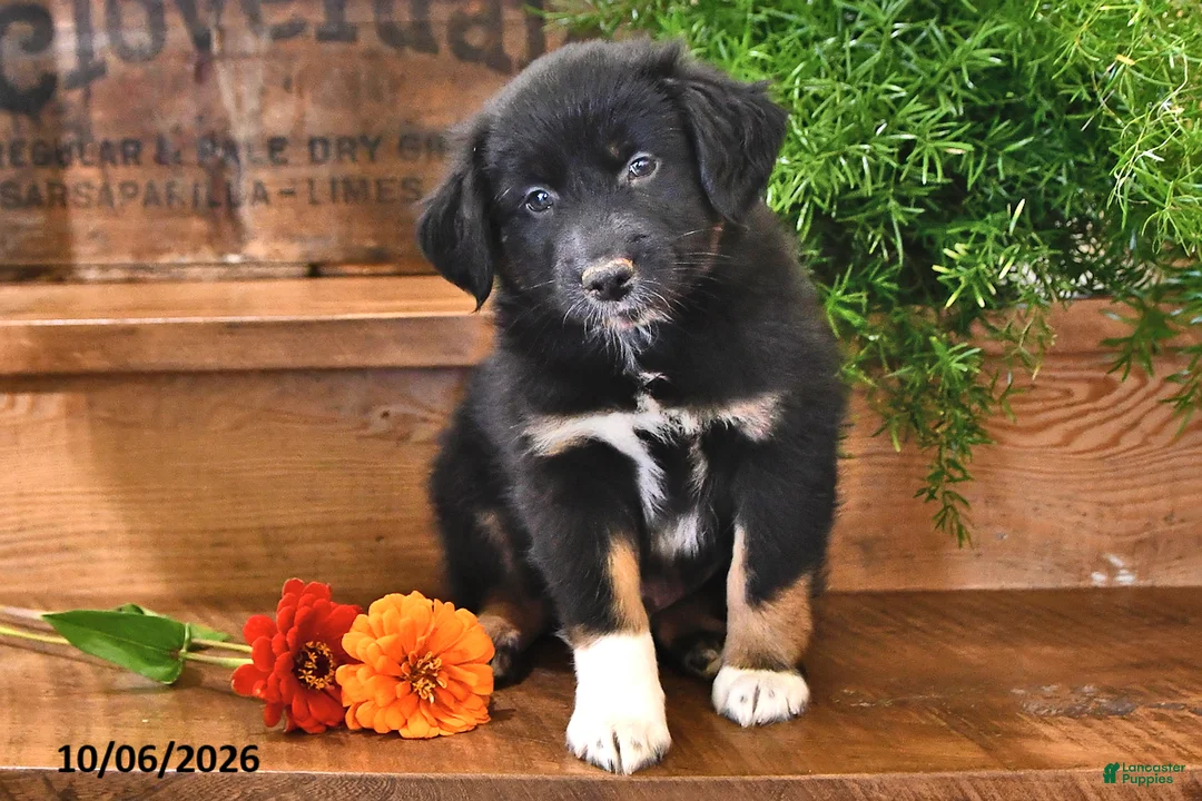 Australian Shepherd dogs for sale: Richie - Ad 2