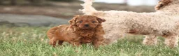 Cavapoo dogs for sale: Archer - Ad 7