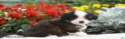 Corgipoo dogs for sale: Sophie - Ad 3