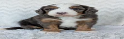 Mini Bernedoodle dogs for sale: Mini Louie  - Ad 5