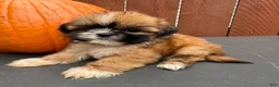 Shih Tzu dogs for sale: Candy - Ad 6