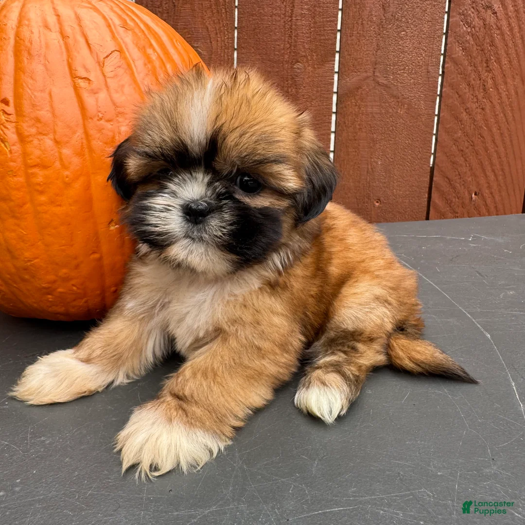 Shih Tzu dogs for sale: Candy - Ad 6