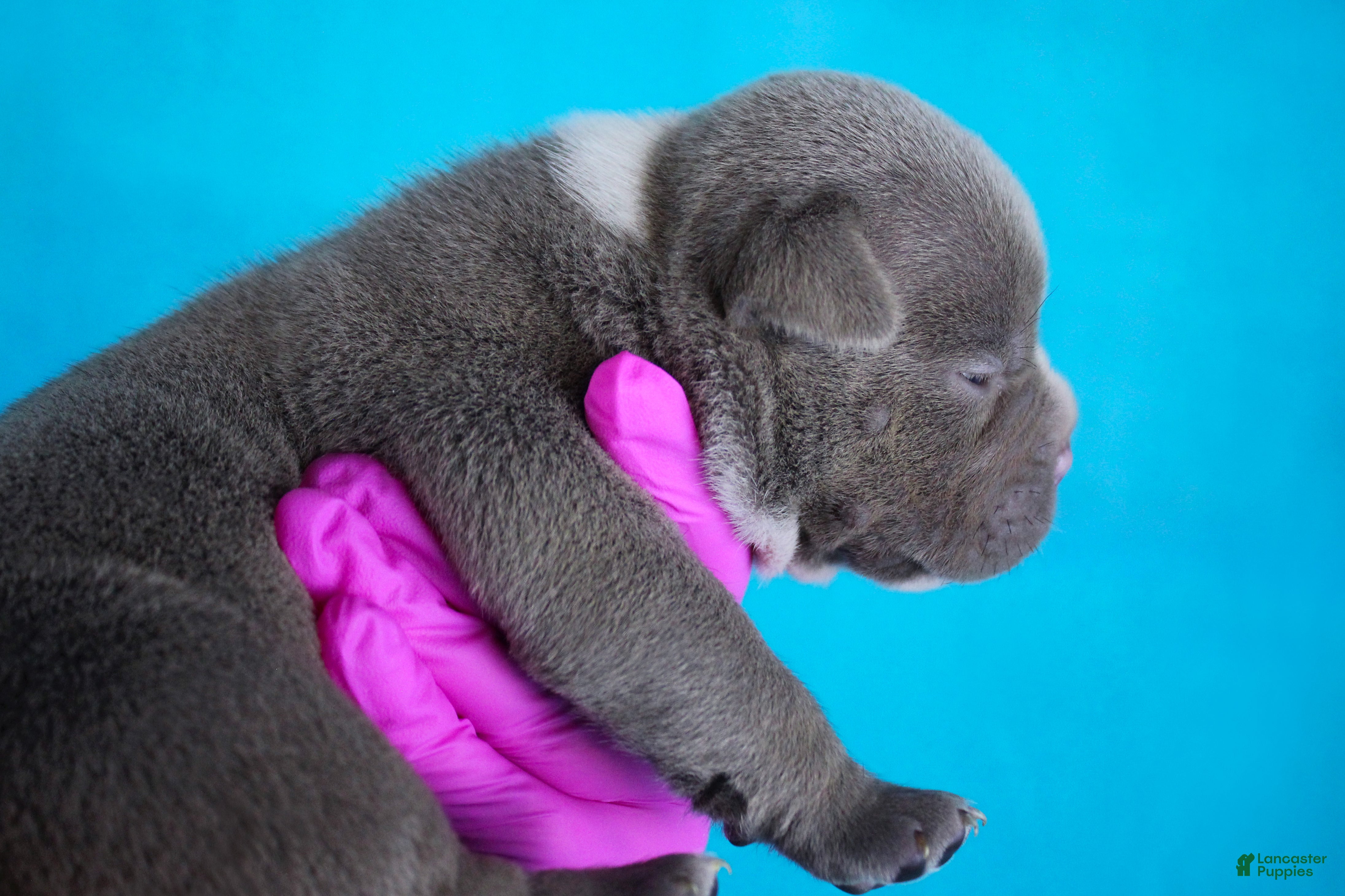American Bully dogs Lilac Female - Ad 2