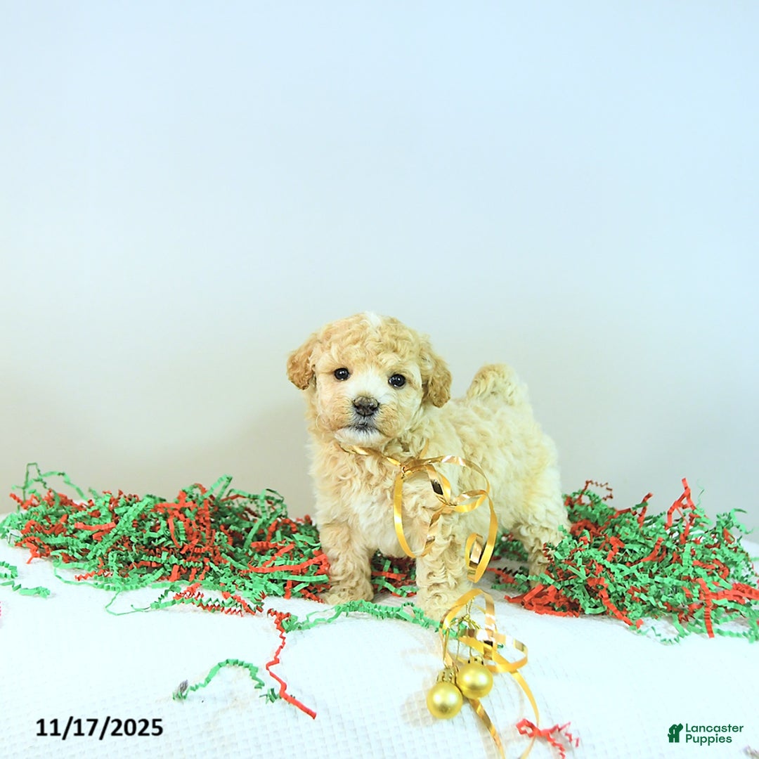 Miniature Poodle dogs for sale: Abby EXTRA SMALL - Ad 6