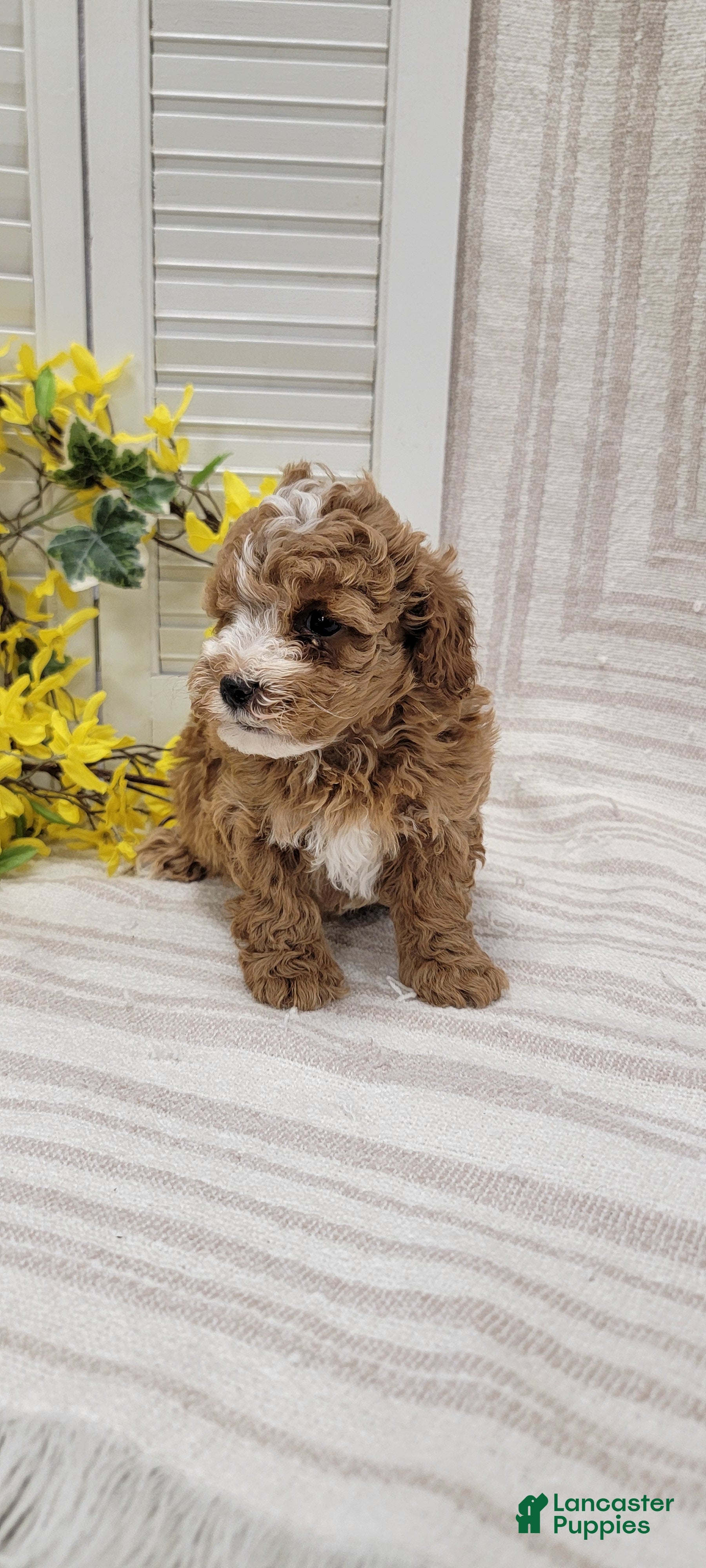 Toy Poodle dogs Rocket - Ad 2