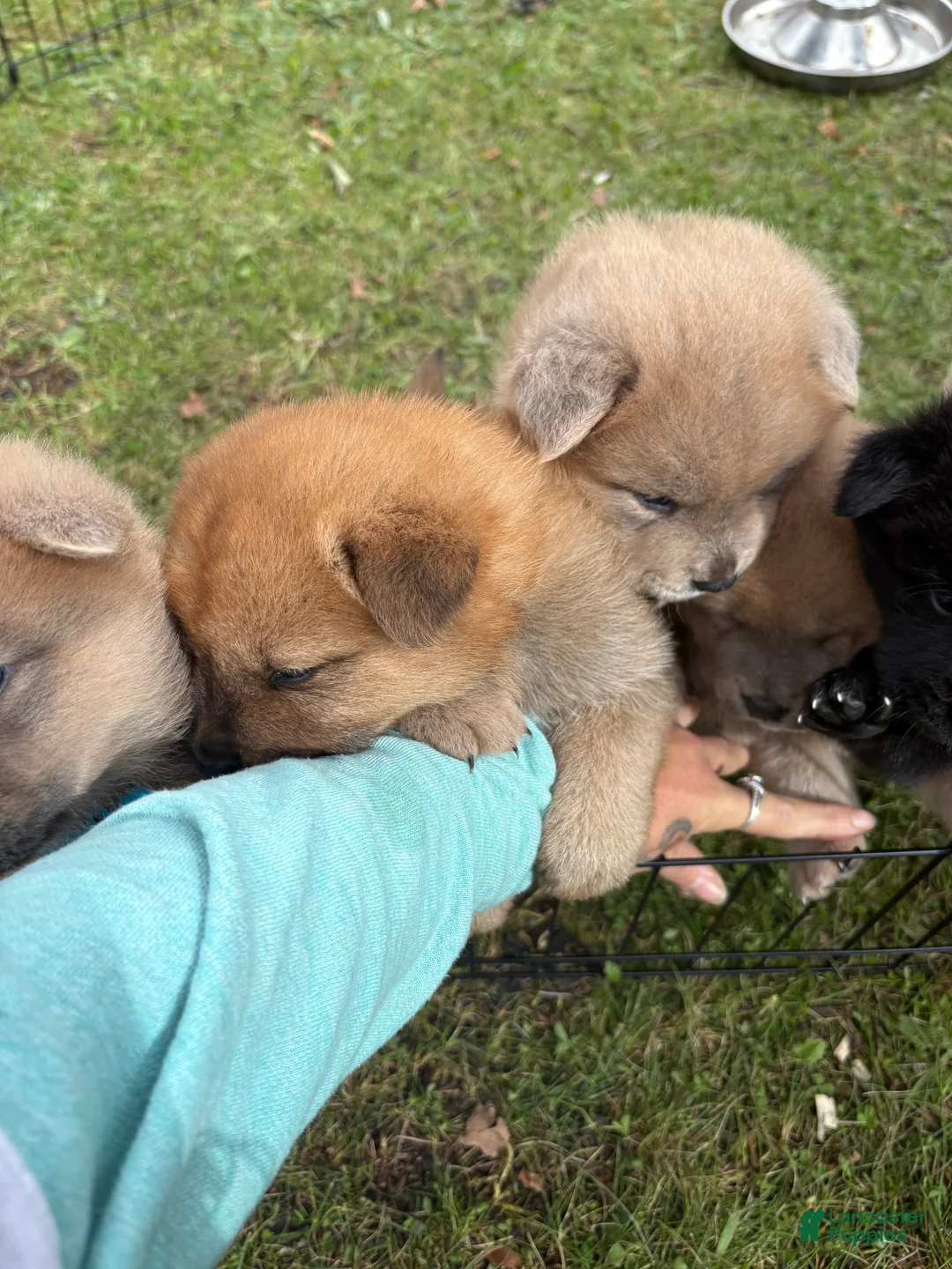 Mixed Breed dogs for sale: Brownie - Ad 2