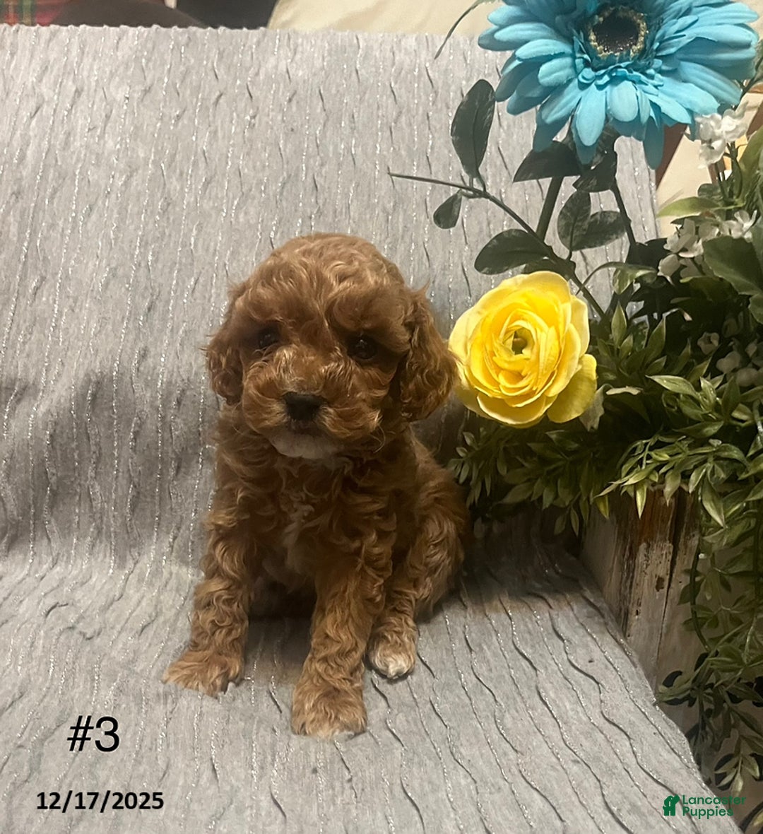 Miniature Poodle dogs for sale: Luca - Ad 2
