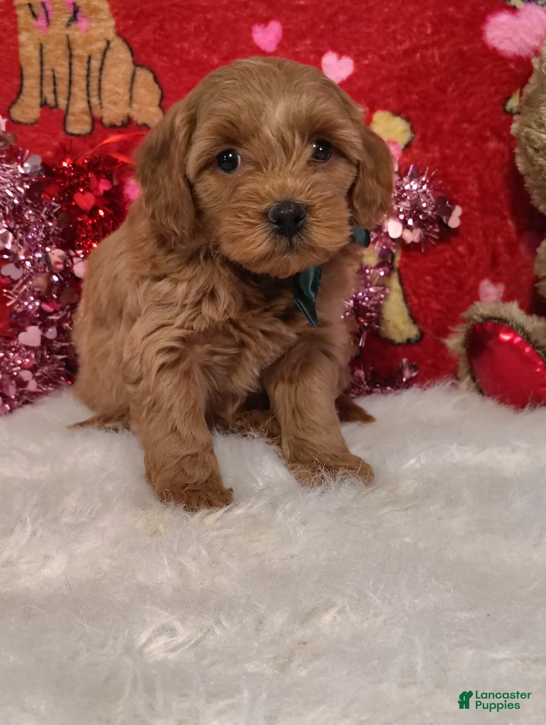 Goldendoodle dogs for sale: John - Ad 7