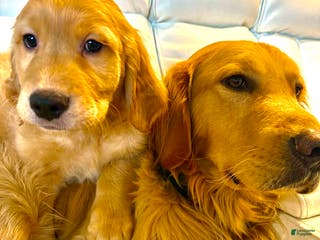 Golden Retriever dogs Golden Retriever Puppy 2 - Ad 31