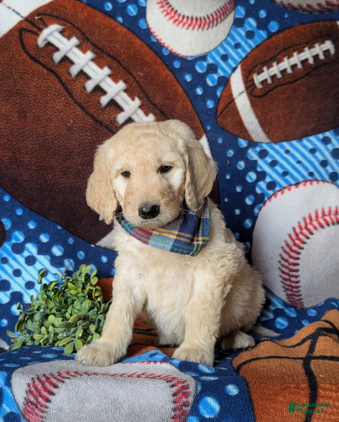 Goldendoodle dogs for sale: Dantel Standard size Hypoallergenic - Ad 4