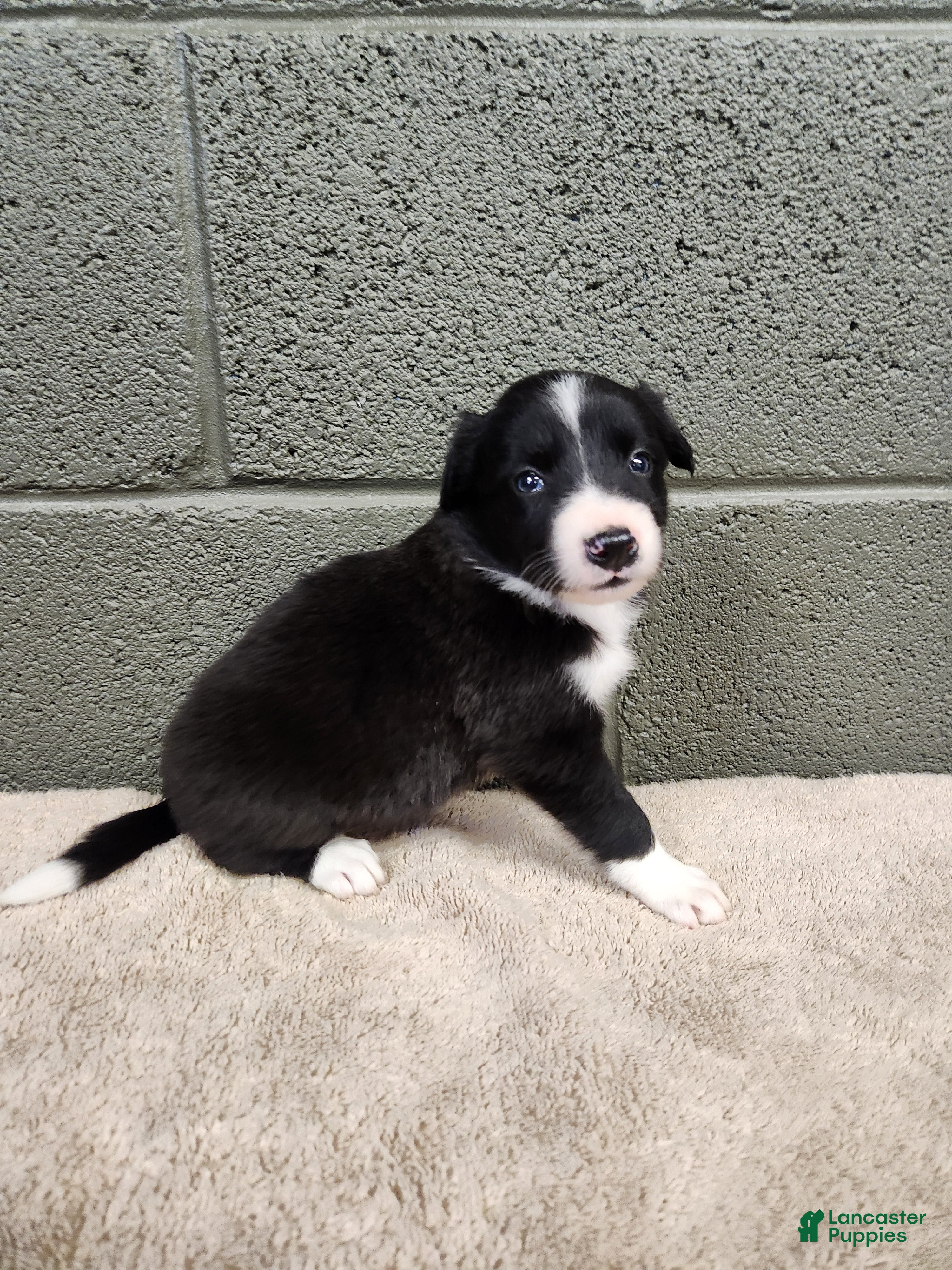 Border Collie dogs Molly- Pure Breed Border Collie - Ad 2