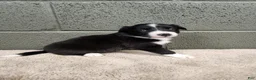 Border Collie dogs for sale: Molly- Pure Breed Border Collie - Ad 2