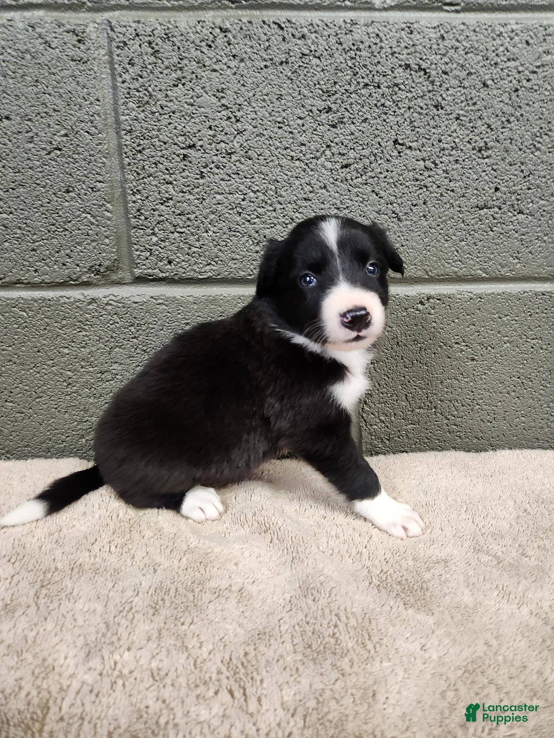 Border Collie dogs for sale: Molly- Pure Breed Border Collie - Ad 2