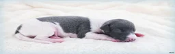 Italian Greyhound dogs for sale: Skynyrd - Ad 6