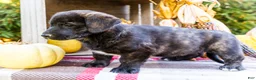 Mixed Breed dogs for sale: Romona Golden Corgi - Ad 6