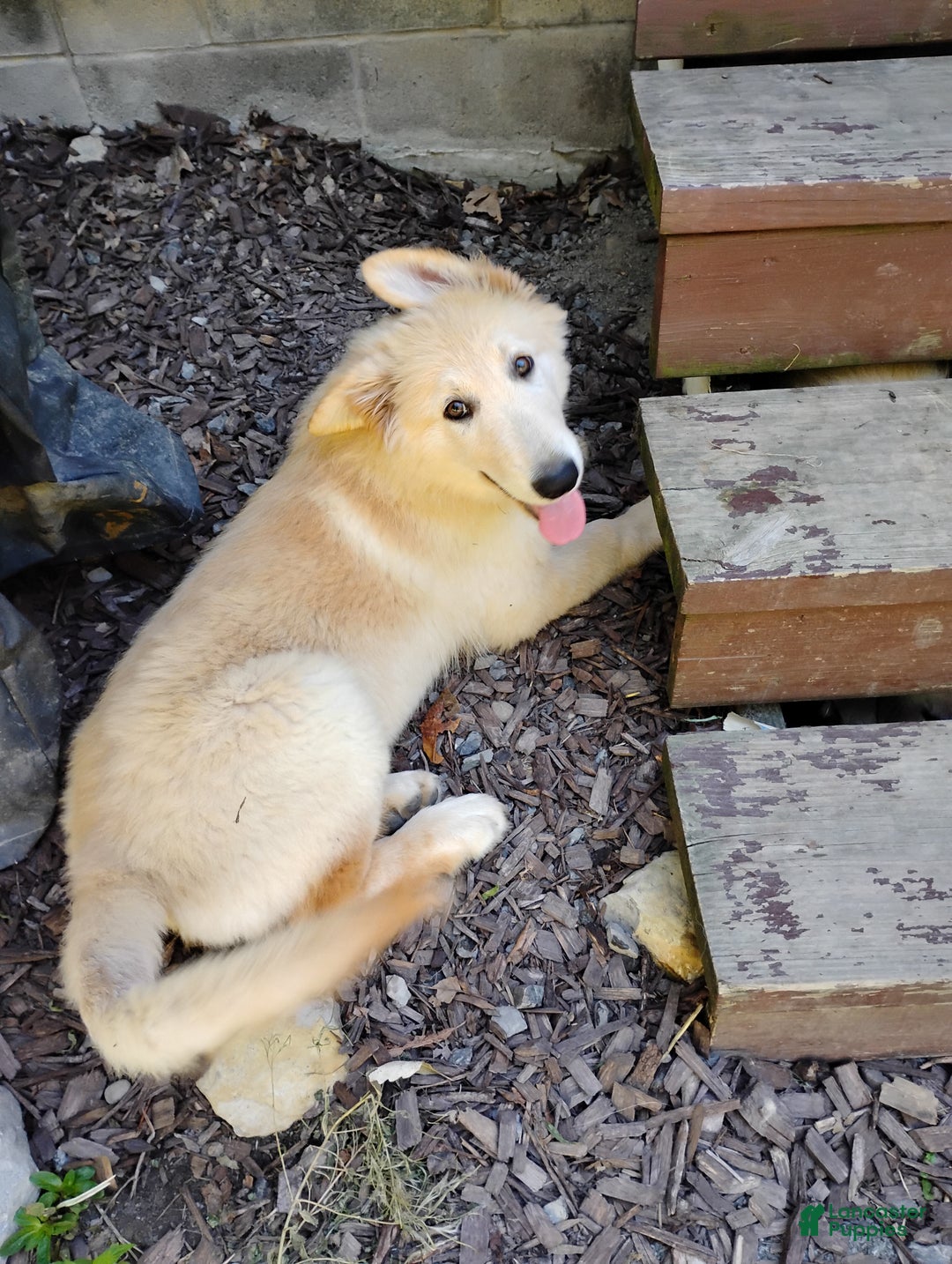 White German Golden Retriever X German Shepherd Puppy White German