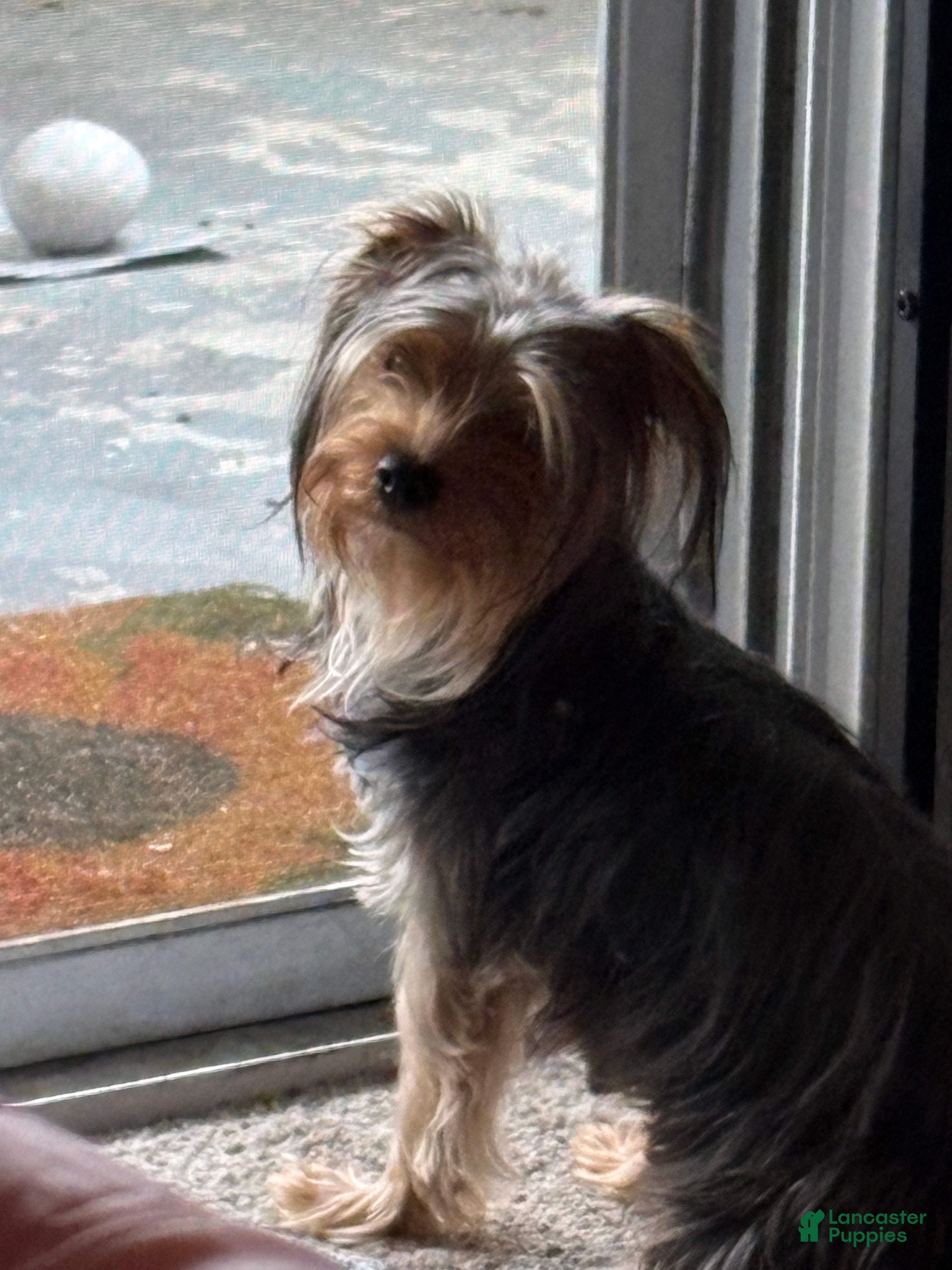 Yorkshire Terrier dogs for sale: Yorkshire Terrier Puppy 2 - Ad 8
