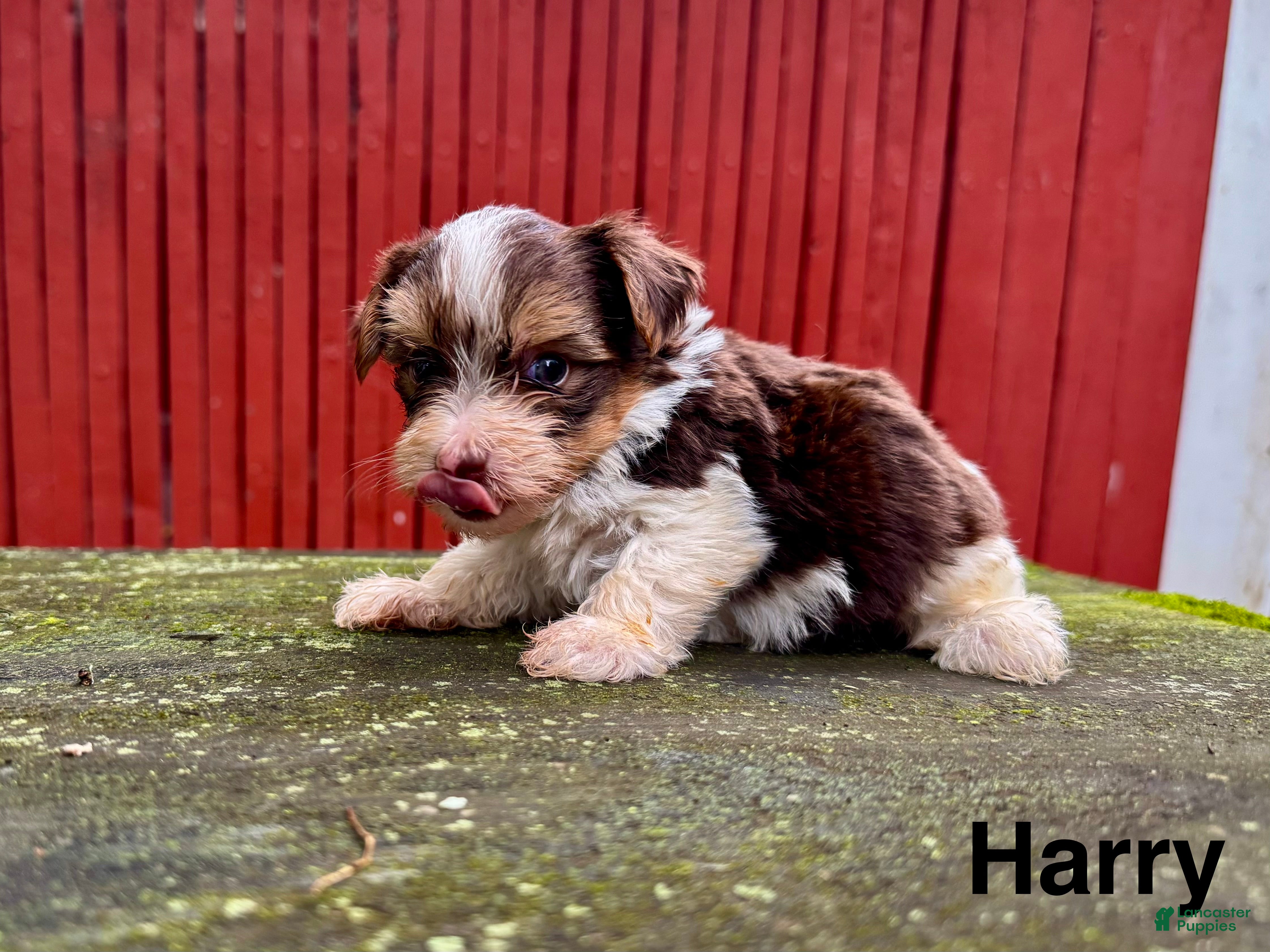 Yorkshire Terrier dogs for sale: Harry  - Ad 1