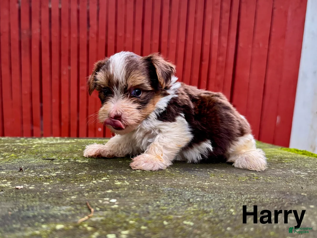Yorkshire Terrier dogs for sale: Harry  - Ad 1