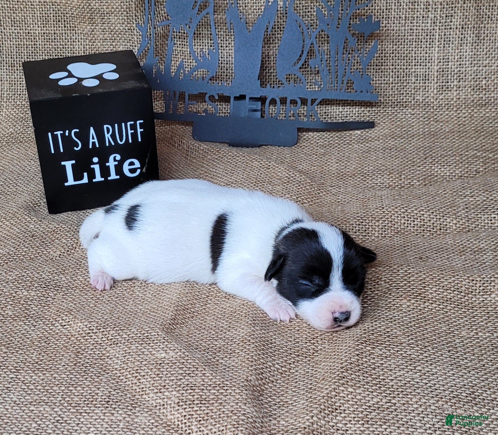Jack Russell Terrier dogs Piper JRT purebred DELIVERY AVAILABLE  - Ad 18