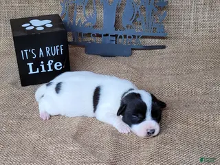 Jack Russell Terrier dogs Piper JRT purebred DELIVERY AVAILABLE - Ad 14