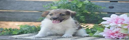 Jackapoo dogs for sale: Elora - Ad 5