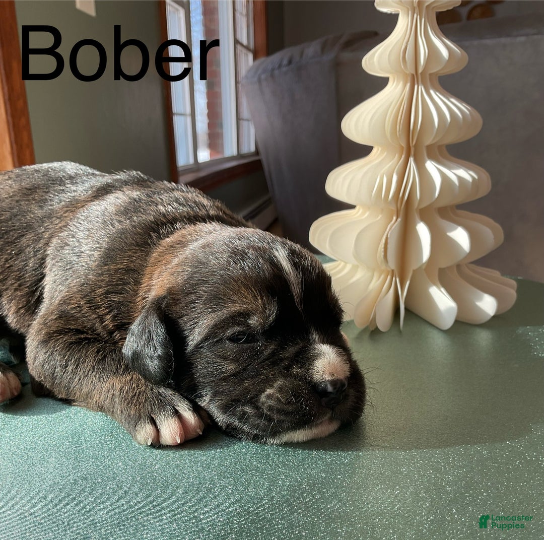 Mixed Breed dogs for sale: Bober - Ad 3