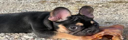 French Bulldog dogs for sale: Flynn  - Ad 11
