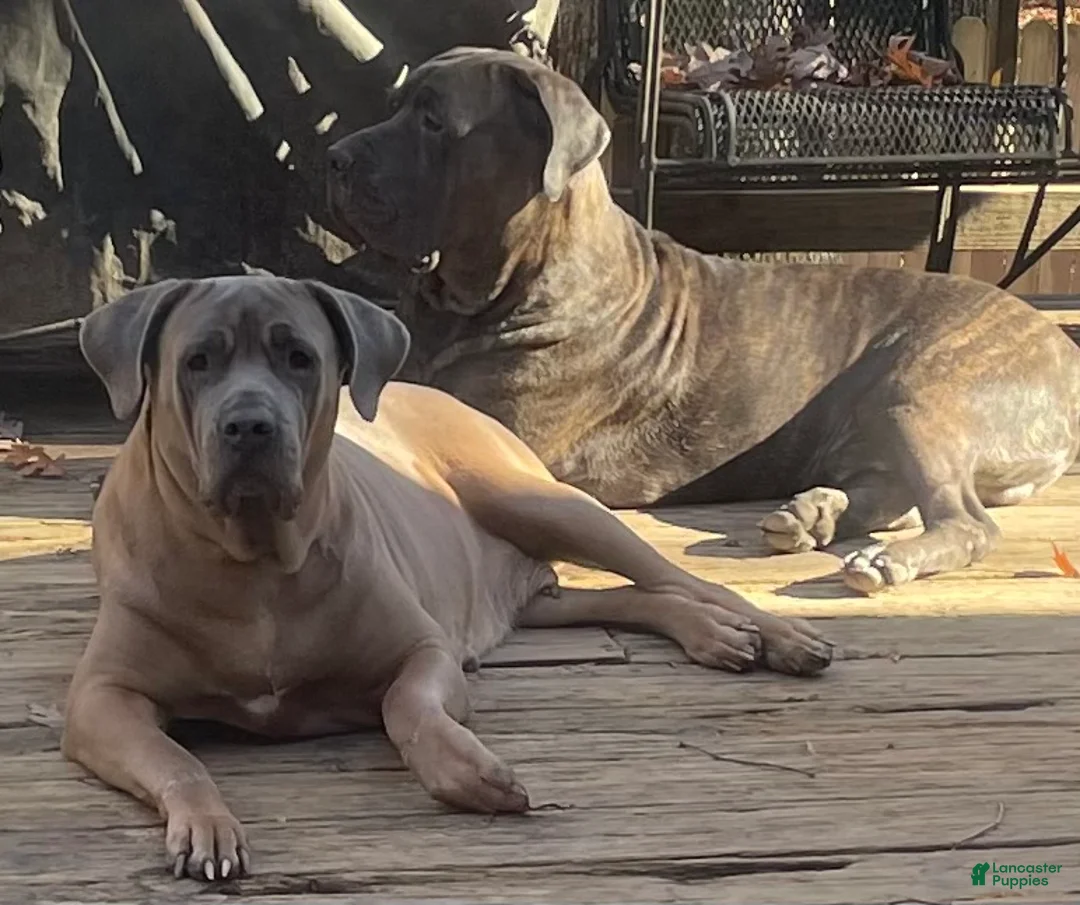 Cane Corso dogs for sale: Cane Corso Puppy Gold Collar Male - Ad 4