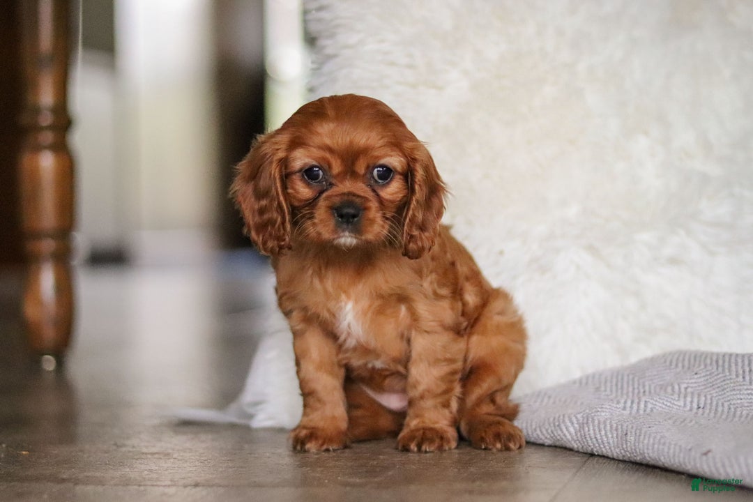 Cavalier King Charles Spaniel dogs for sale: Cleo - Ad 1