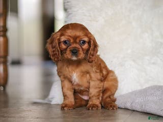 Cavalier King Charles Spaniel dogs Cleo - Ad 39