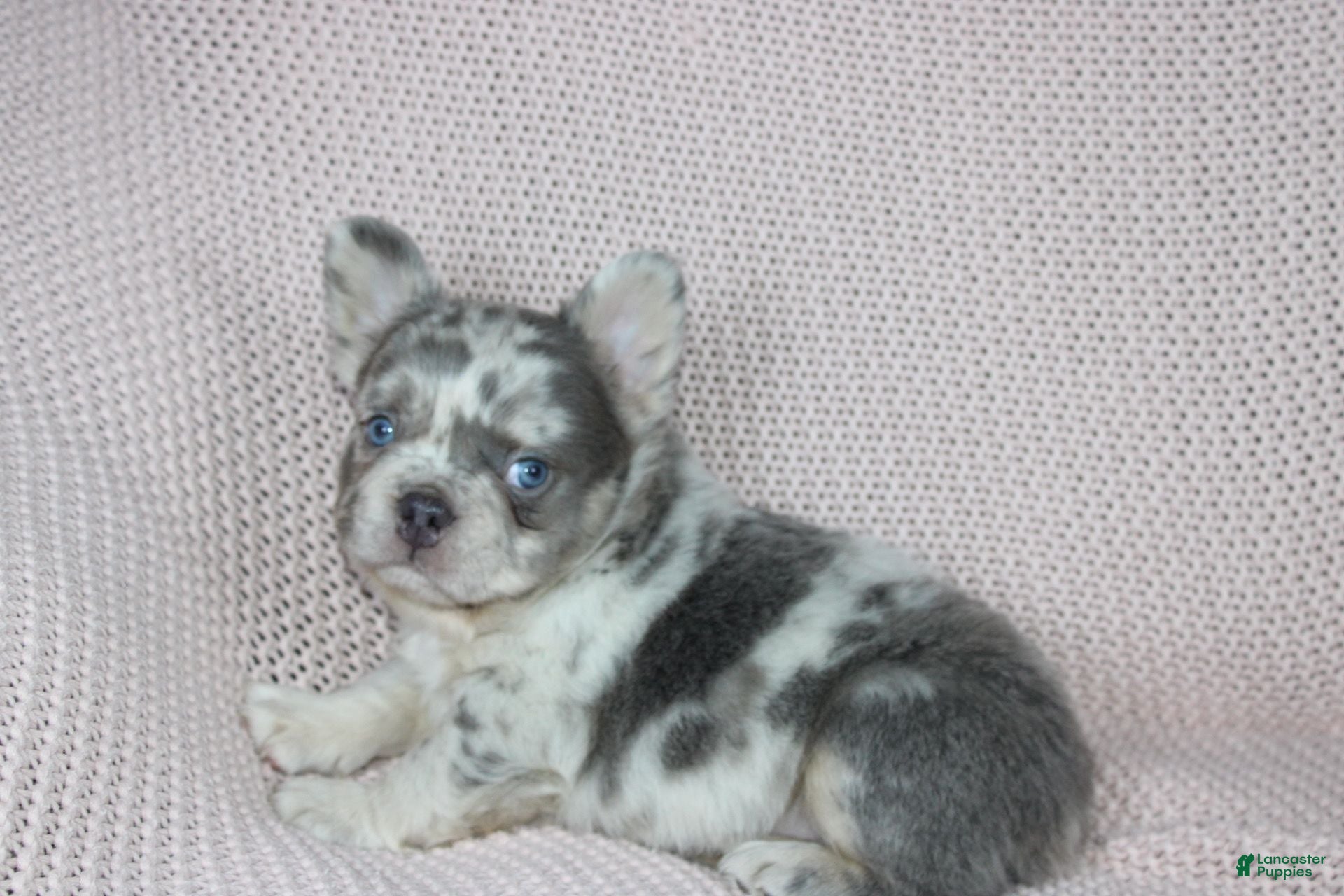 French Bulldog dogs Timmy - Ad 2