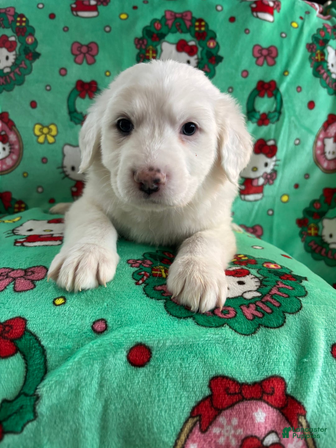 Great Pyrenees dogs for sale: Great Pyrenees - Ad 2