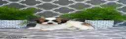 Mixed Breed dogs for sale: Faye - Ad 1