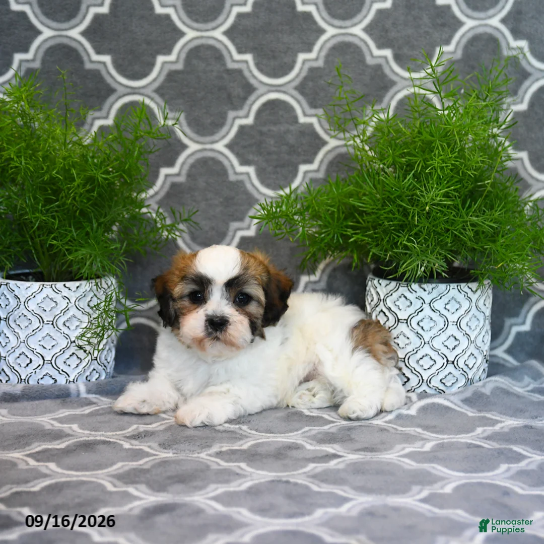 Mixed Breed dogs for sale: Faye - Ad 1