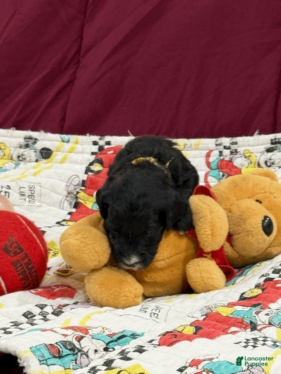 Goldendoodle dogs for sale: Yellow - Ad 2