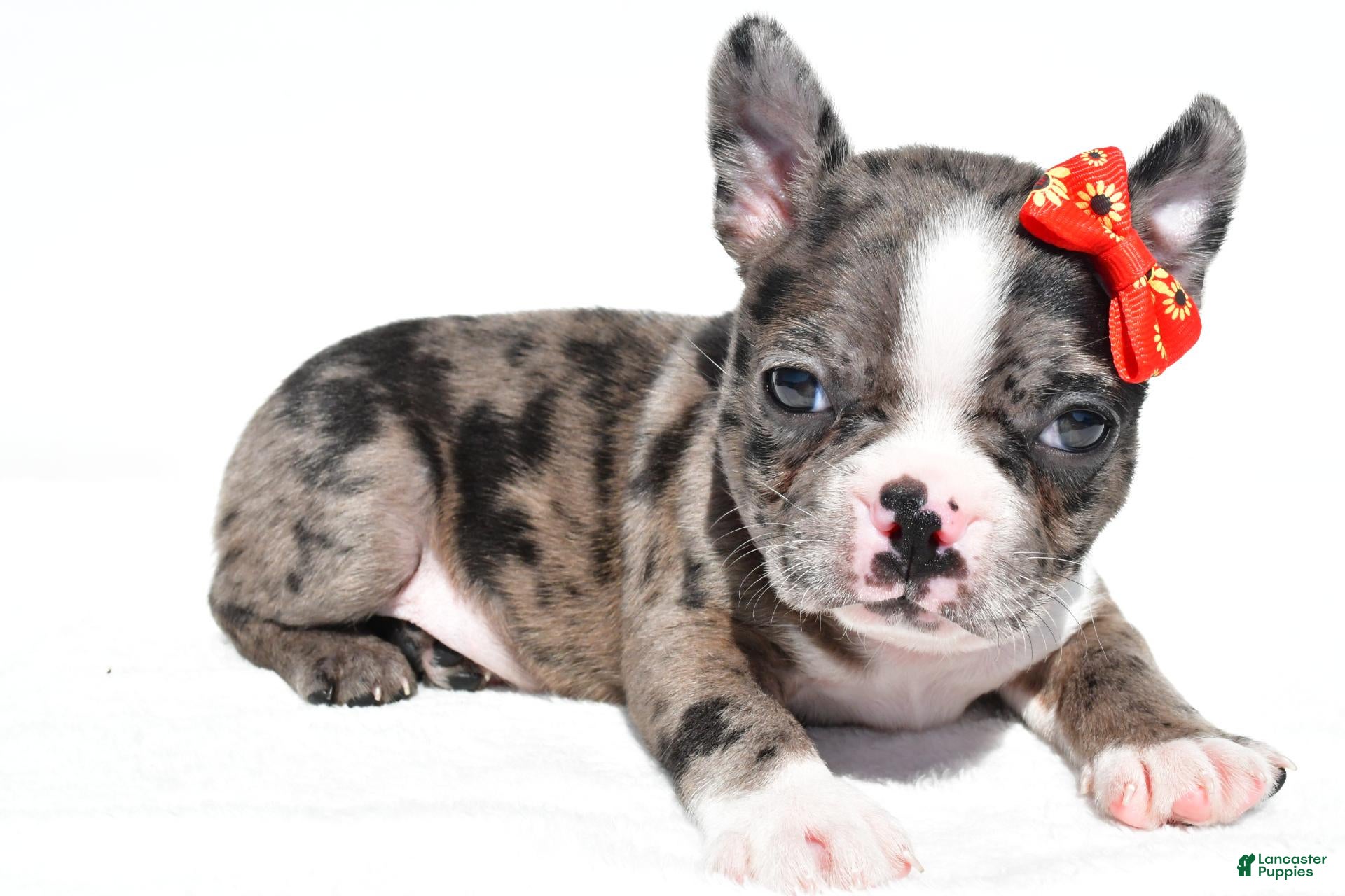 Mixed Breed dogs Bentley - Ad 1