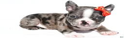 Mixed Breed dogs for sale: Bentley - Ad 1