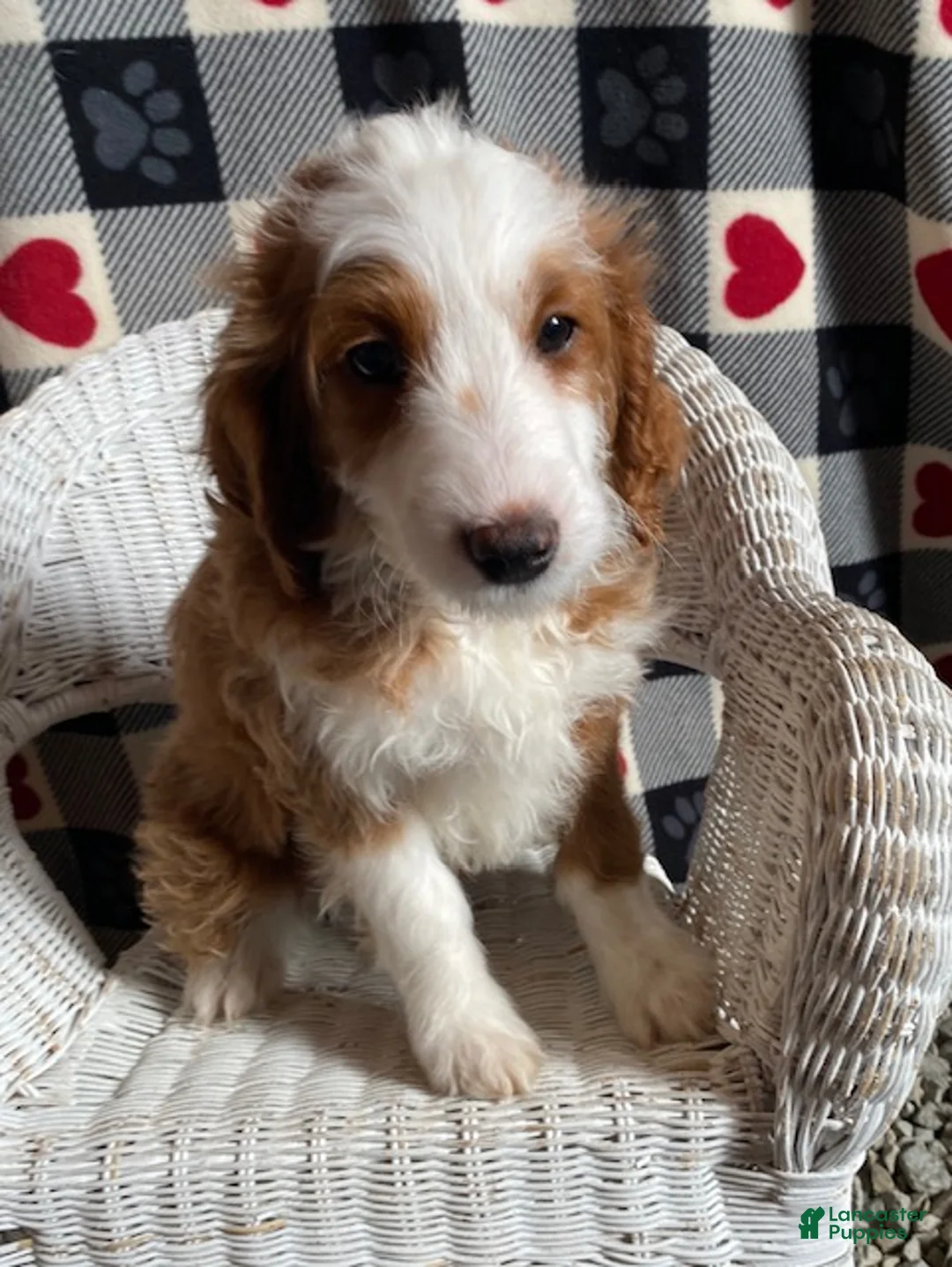 Mini Goldendoodle dogs for sale: Cody - Ad 1