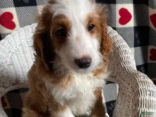 Mini Goldendoodle dogs Cody - Ad 19