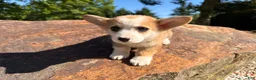Welsh Corgi Pembroke dogs for sale: Lucy - Ad 11